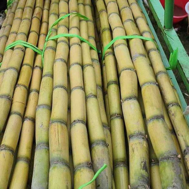 云南黄皮甘蔗产地一手货源量大价优全国发货欢迎随时联系