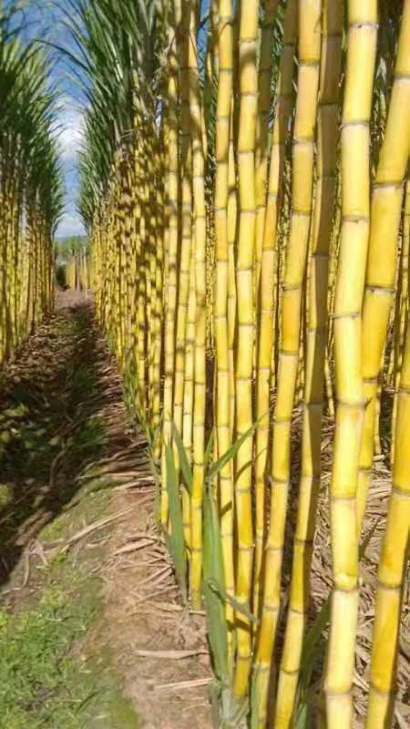 云南黄皮甘蔗产地一手货源量大价优全国发货欢迎随时联系