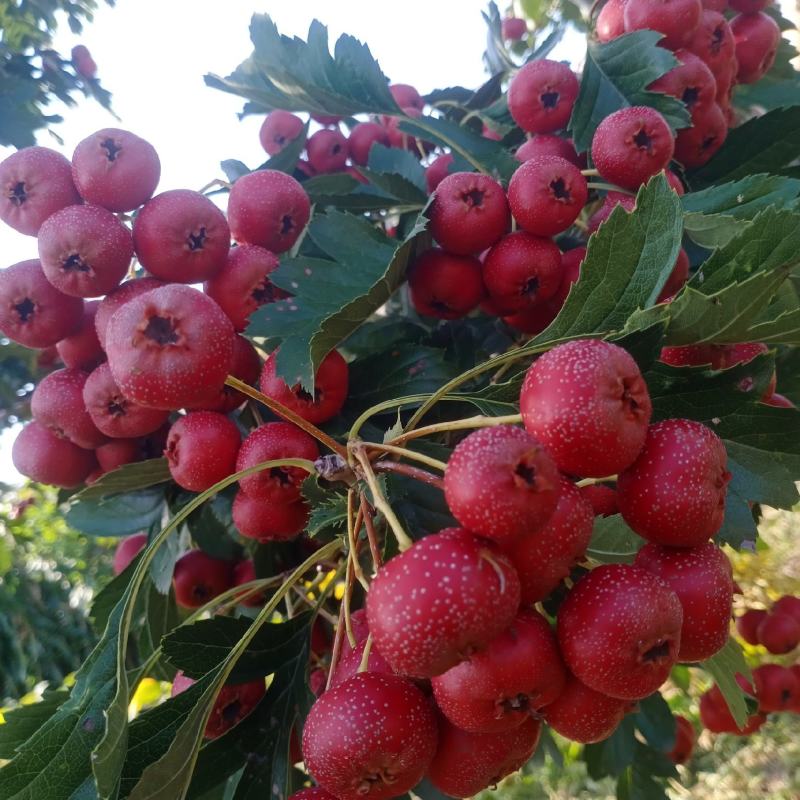 甜红子山楂