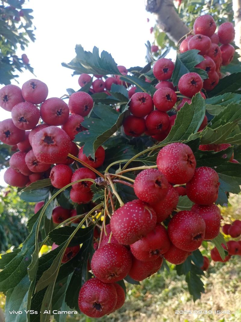 甜红子山楂