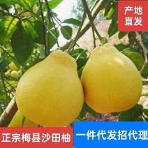正宗梅县梅州沙田柚金袖产地直发，整车供应电商果市场果