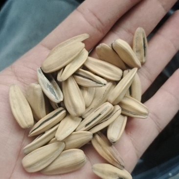 电商货电商货，电商货。五香脱皮打手瓜子儿各位老板可聊