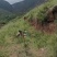 四川凉山野生土蜂蜜加qwoert120