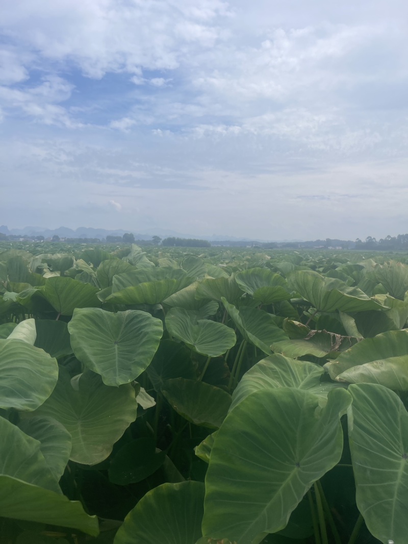 正宗正荔浦芋头种子