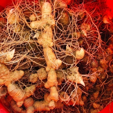纯野生多花黄金