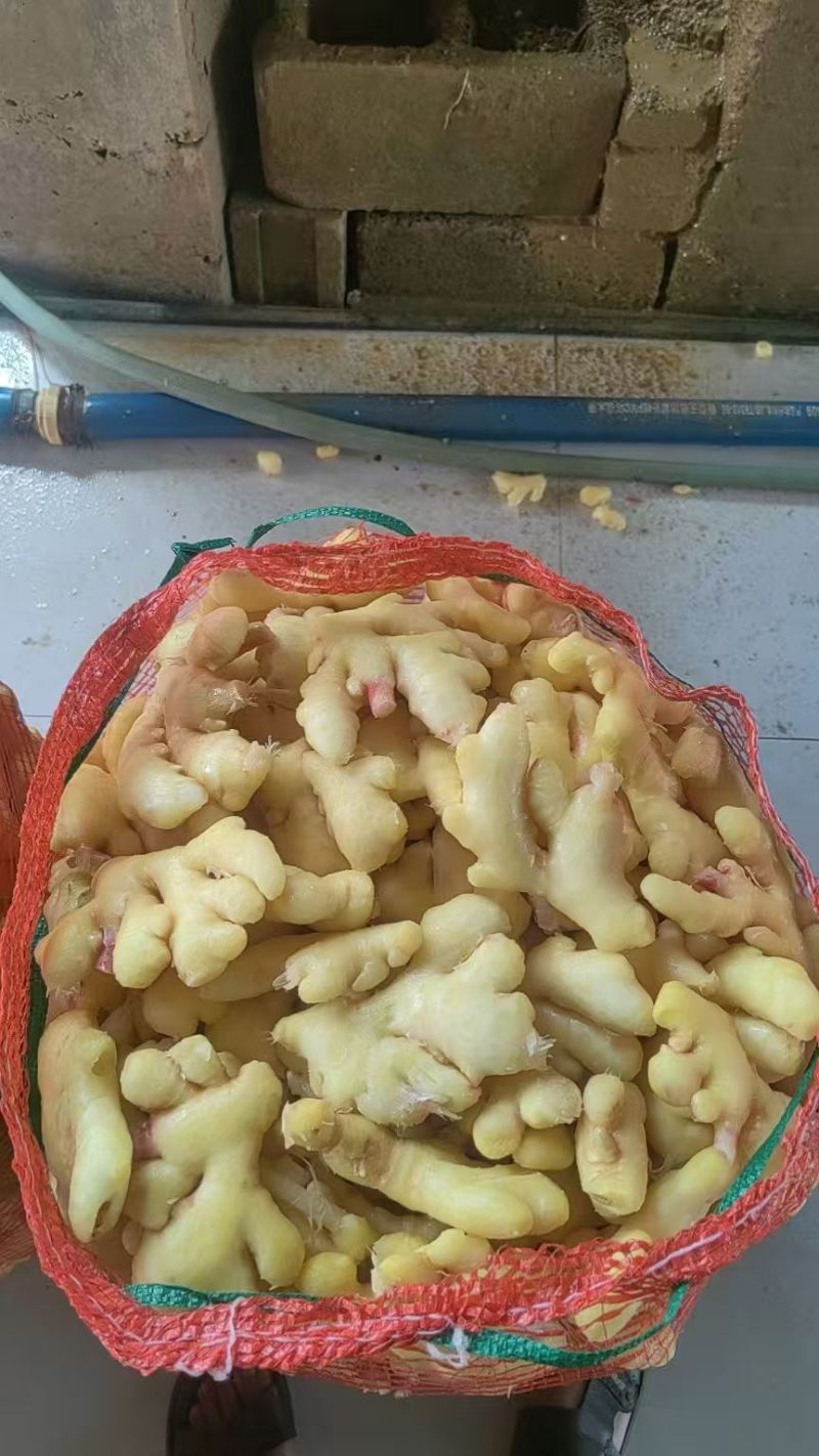 精品水洗泡姜半成品大量有货，欢迎各位老板采购