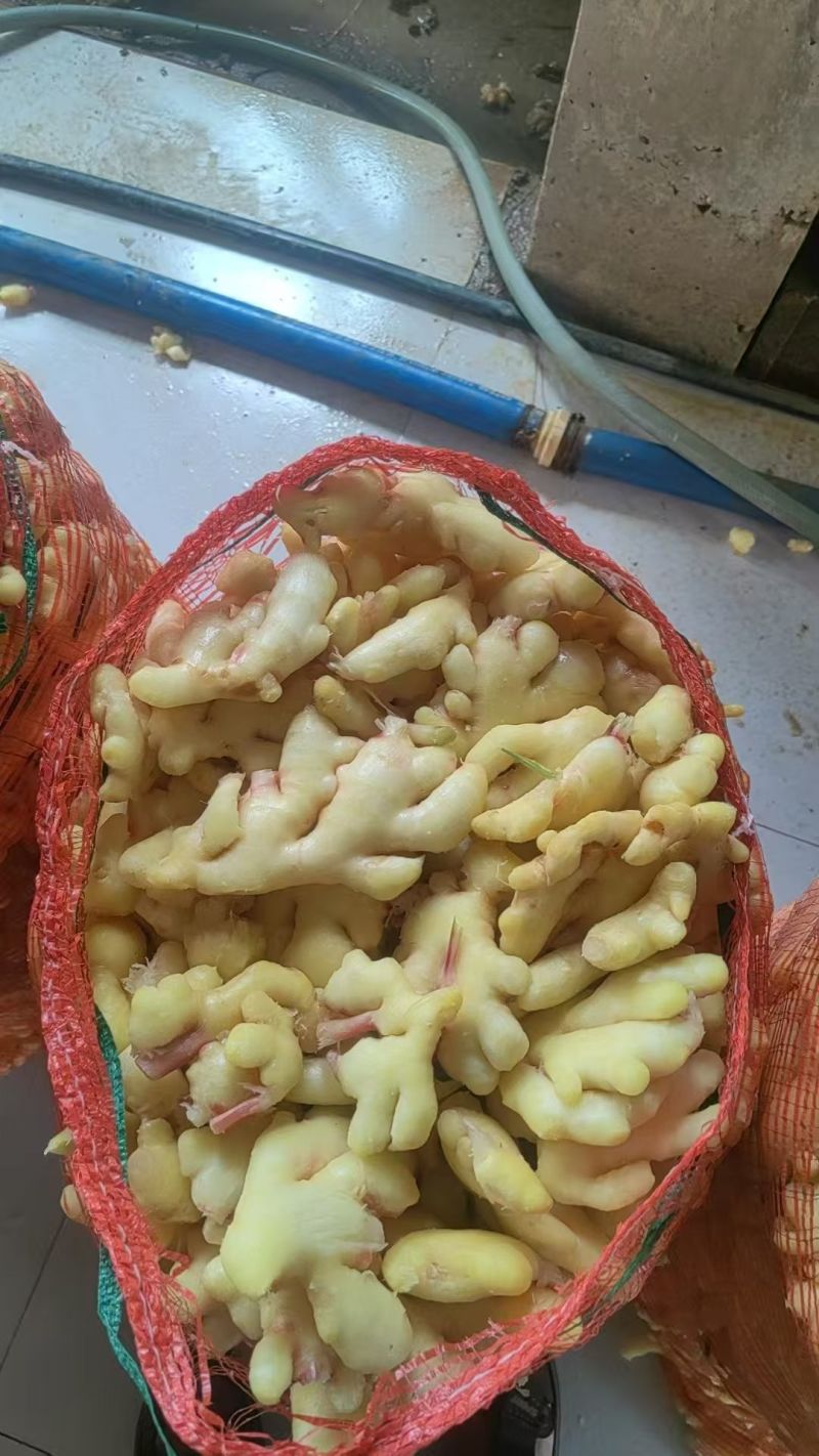 精品水洗泡姜半成品大量有货，欢迎各位老板采购