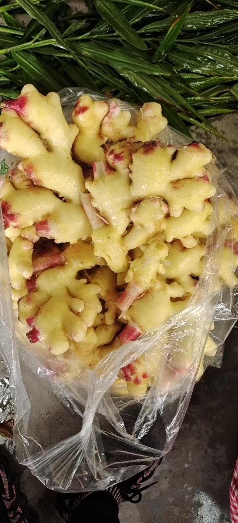 精品水洗泡姜半成品大量有货，欢迎各位老板采购