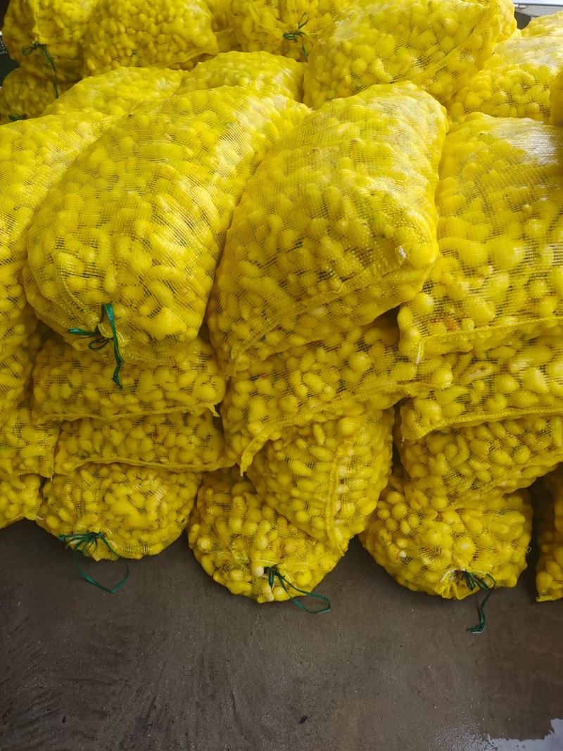 精品水洗泡姜半成品大量有货，欢迎各位老板采购