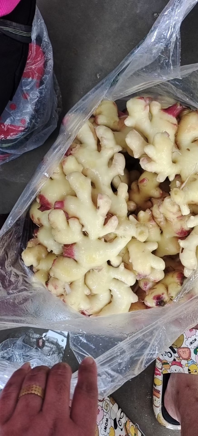 精品水洗泡姜半成品大量有货，欢迎各位老板采购