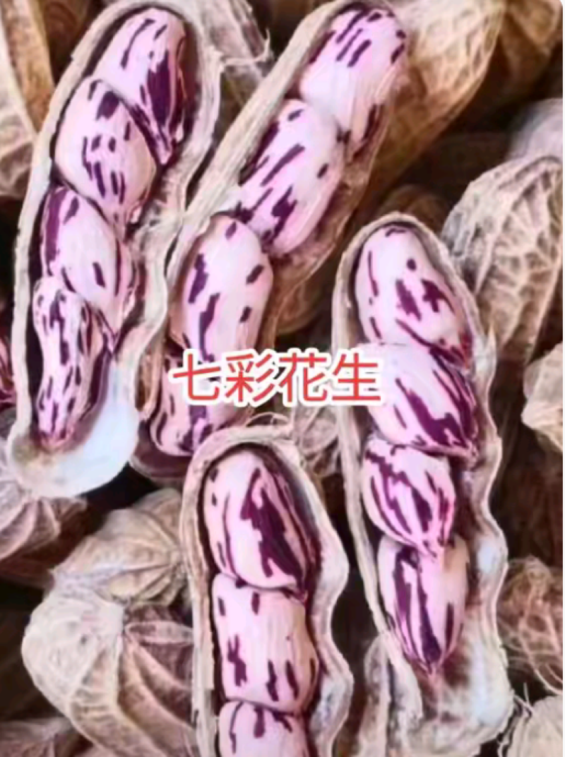 自家种的云南带壳七彩花生