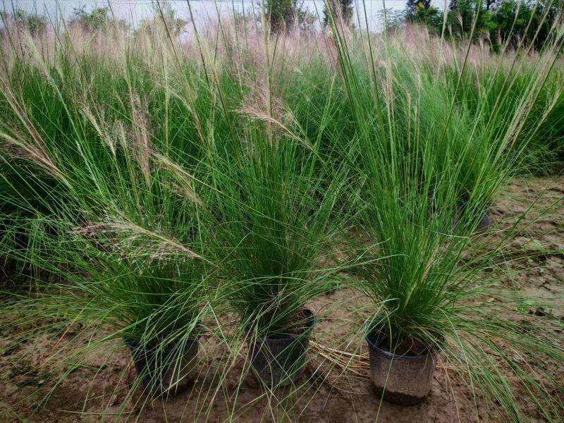 水生植物粉黛乱子草、小兔子狼尾草1加仑，基地有量欢迎订购