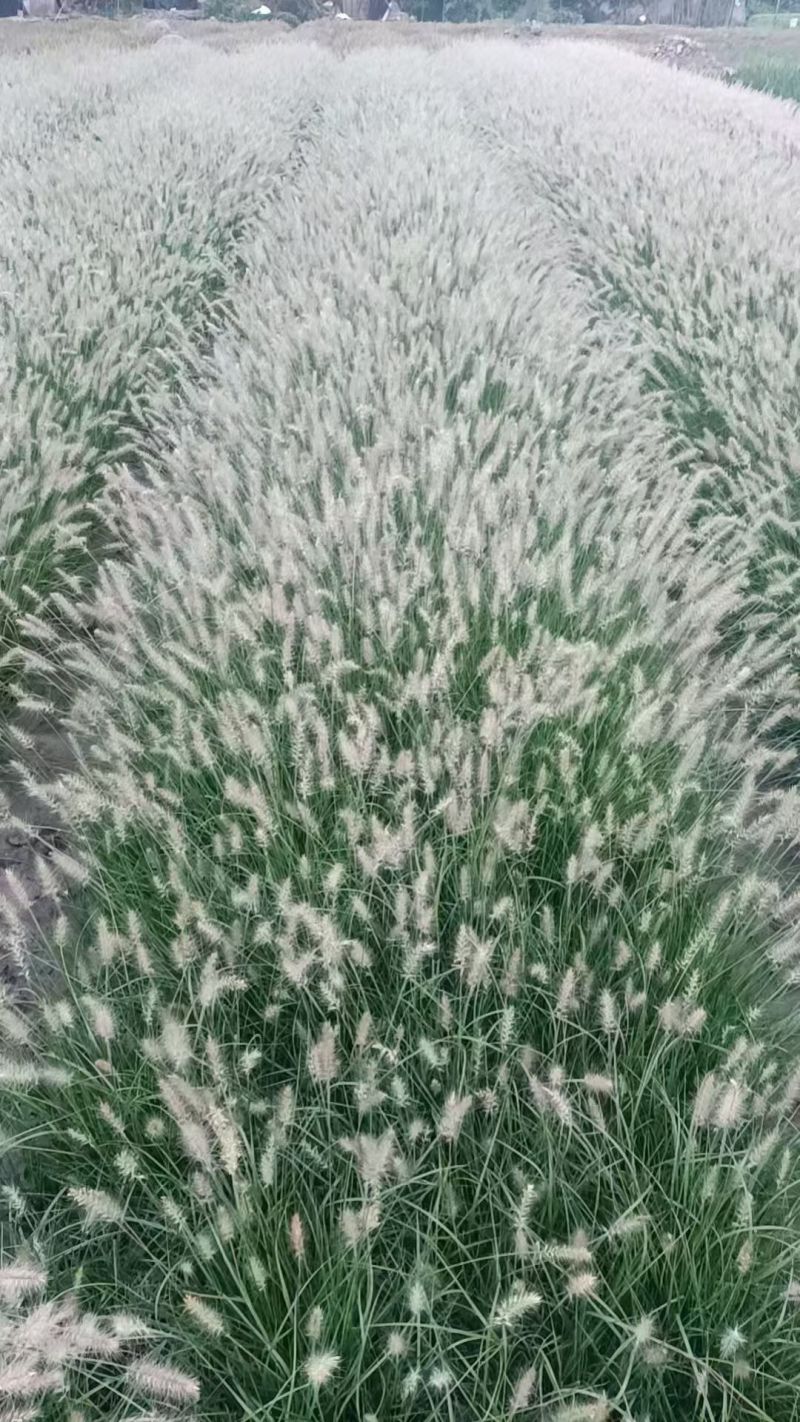 水生植物粉黛乱子草、小兔子狼尾草1加仑，基地有量欢迎订购