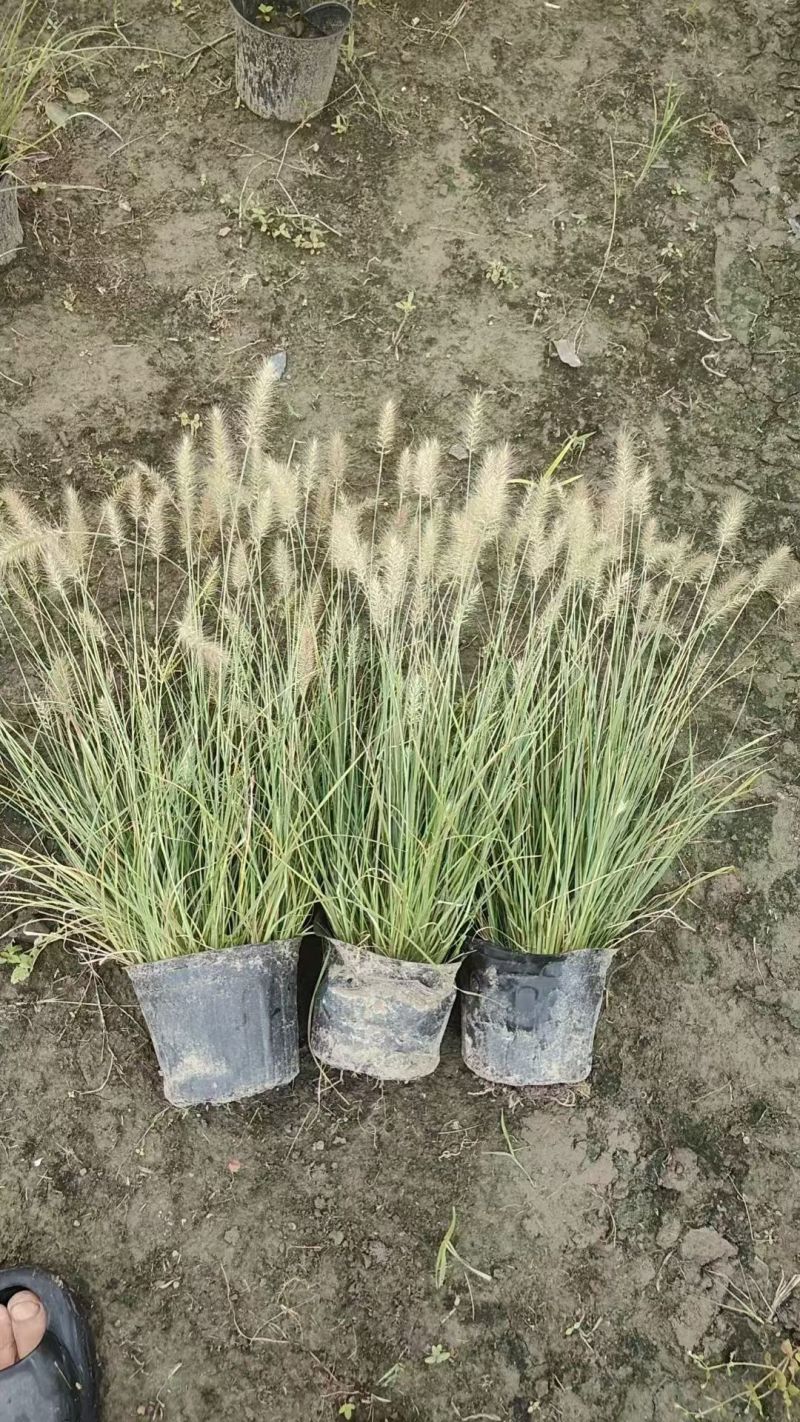 水生植物粉黛乱子草、小兔子狼尾草1加仑，基地有量欢迎订购