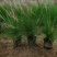 水生植物粉黛乱子草、小兔子狼尾草1加仑，基地有量欢迎订购