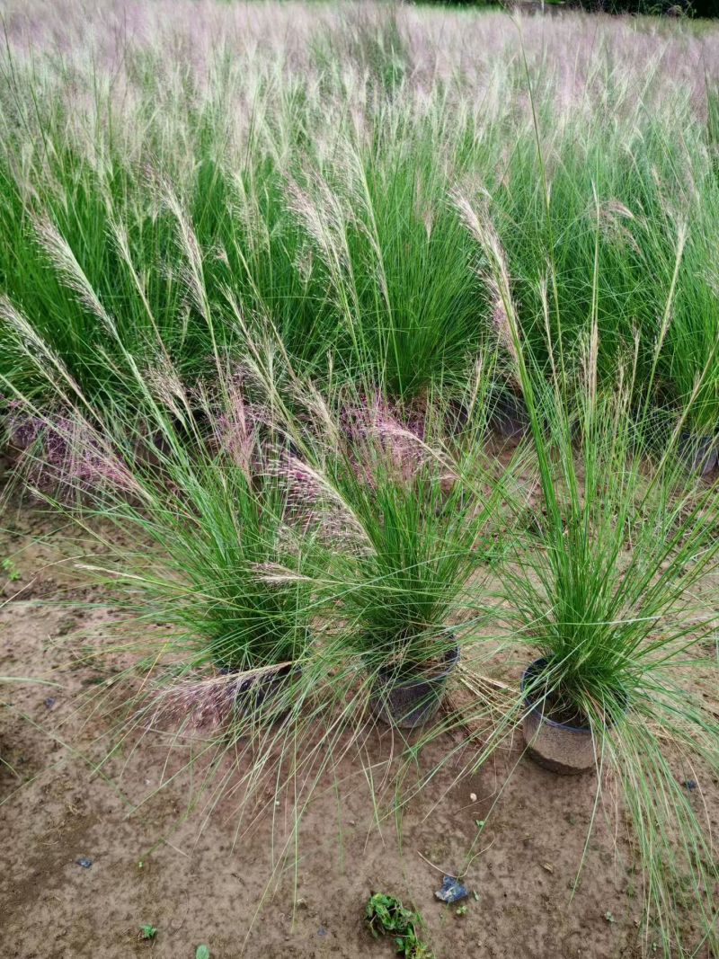 水生植物粉黛乱子草、小兔子狼尾草1加仑，基地有量欢迎订购
