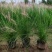 水生植物粉黛乱子草、小兔子狼尾草1加仑，基地有量欢迎订购