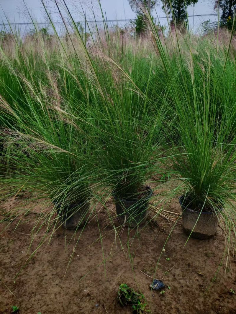 水生植物粉黛乱子草、小兔子狼尾草1加仑，基地有量欢迎订购