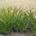 水生植物粉黛乱子草、小兔子狼尾草1加仑，基地有量欢迎订购