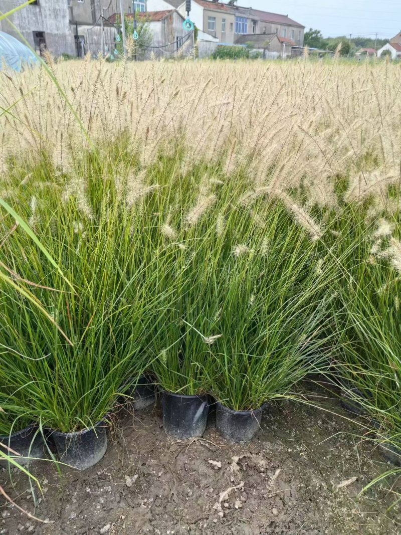 水生植物粉黛乱子草、小兔子狼尾草1加仑，基地有量欢迎订购