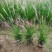水生植物粉黛乱子草、小兔子狼尾草1加仑，基地有量欢迎订购