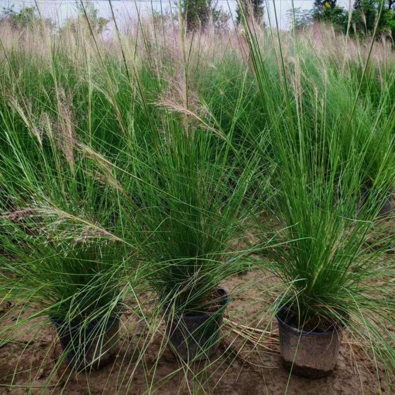 水生植物粉黛乱子草、小兔子狼尾草1加仑，基地有量欢迎订购