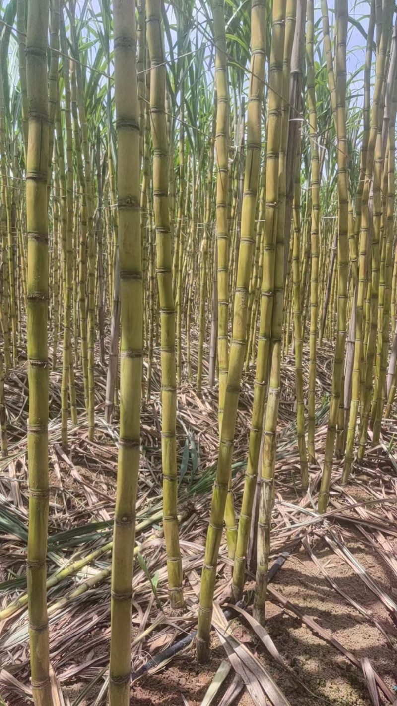《实力》广西特产黄金甘蔗黄皮甘蔗基地直发对接全国一条龙