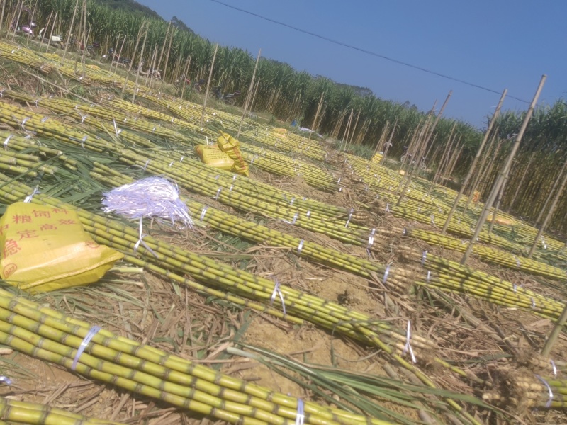 《实力》广西特产黄金甘蔗黄皮甘蔗基地直发对接全国一条龙