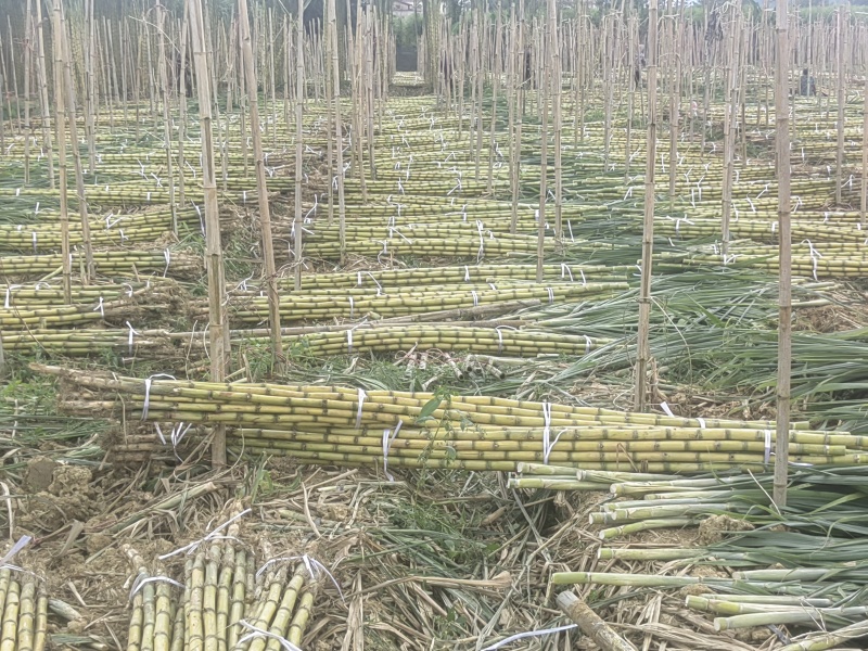 《实力》广西特产黄金甘蔗黄皮甘蔗基地直发对接全国一条龙