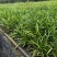 地被植物兰花三七、地被石竹120杯，基地有量，欢迎订购。