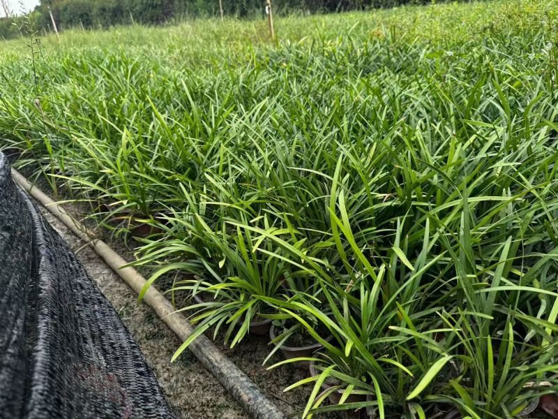 地被植物兰花三七、地被石竹120杯，基地有量，欢迎订购。