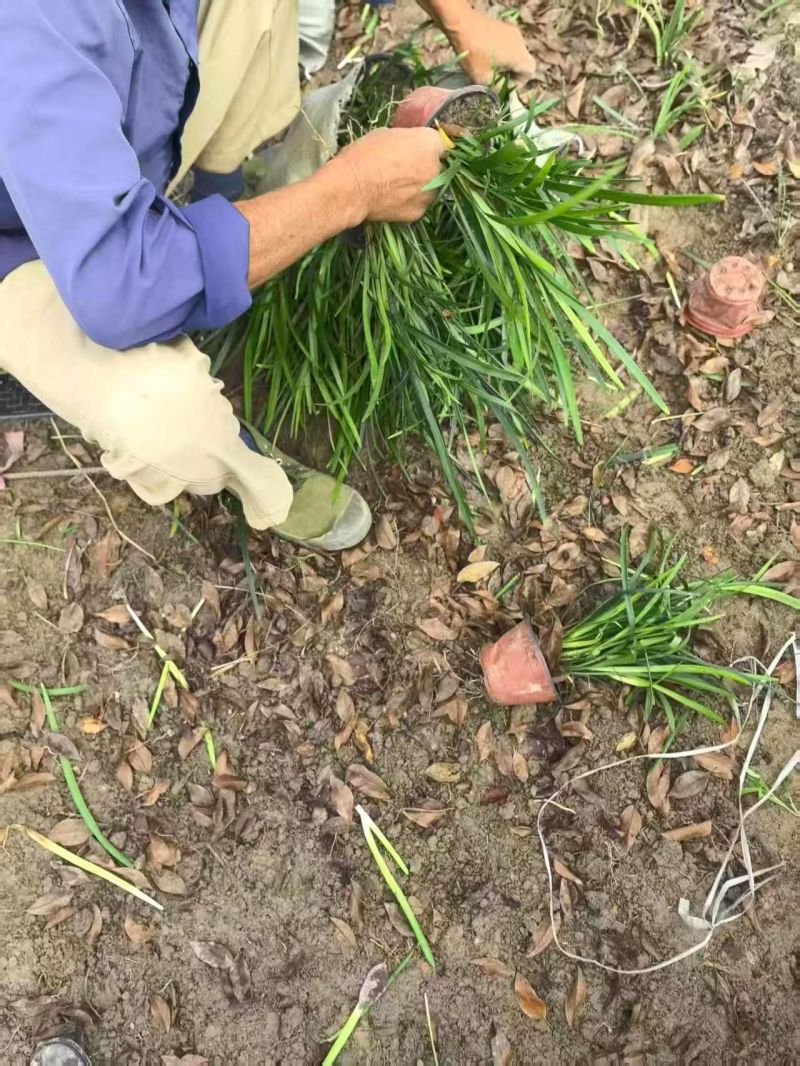 地被植物兰花三七、地被石竹120杯，基地有量，欢迎订购。