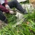地被植物兰花三七、地被石竹120杯，基地有量，欢迎订购。
