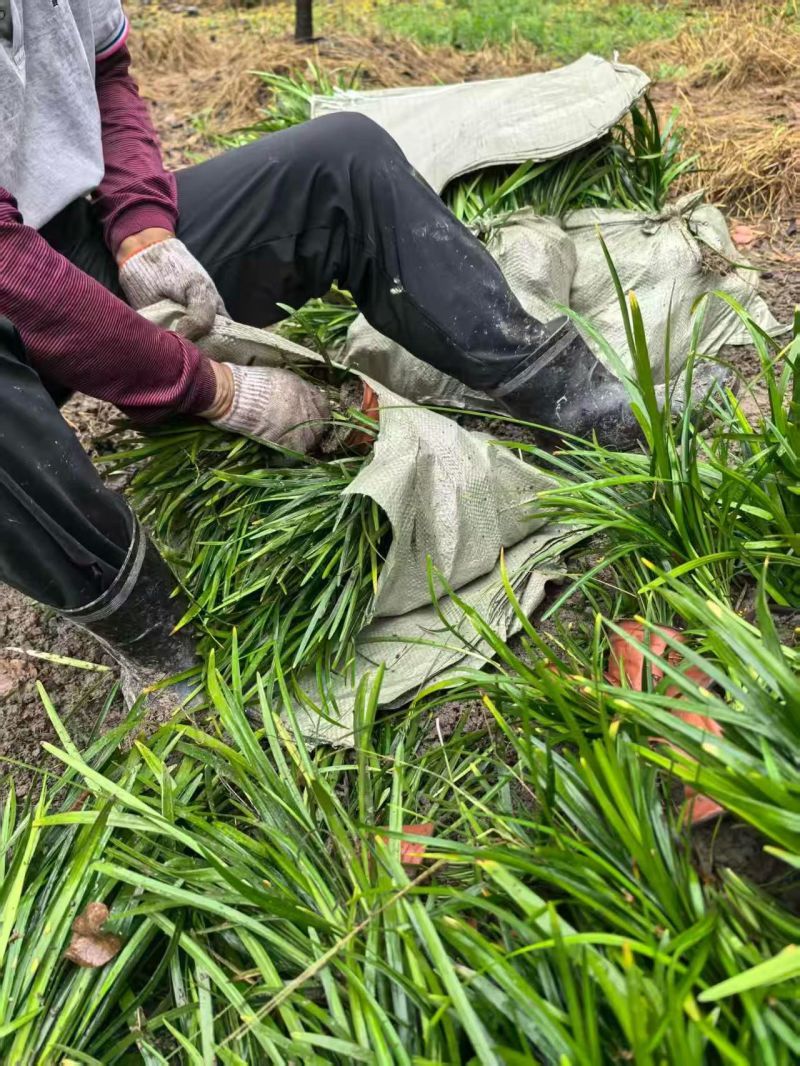 地被植物兰花三七、地被石竹120杯，基地有量，欢迎订购。