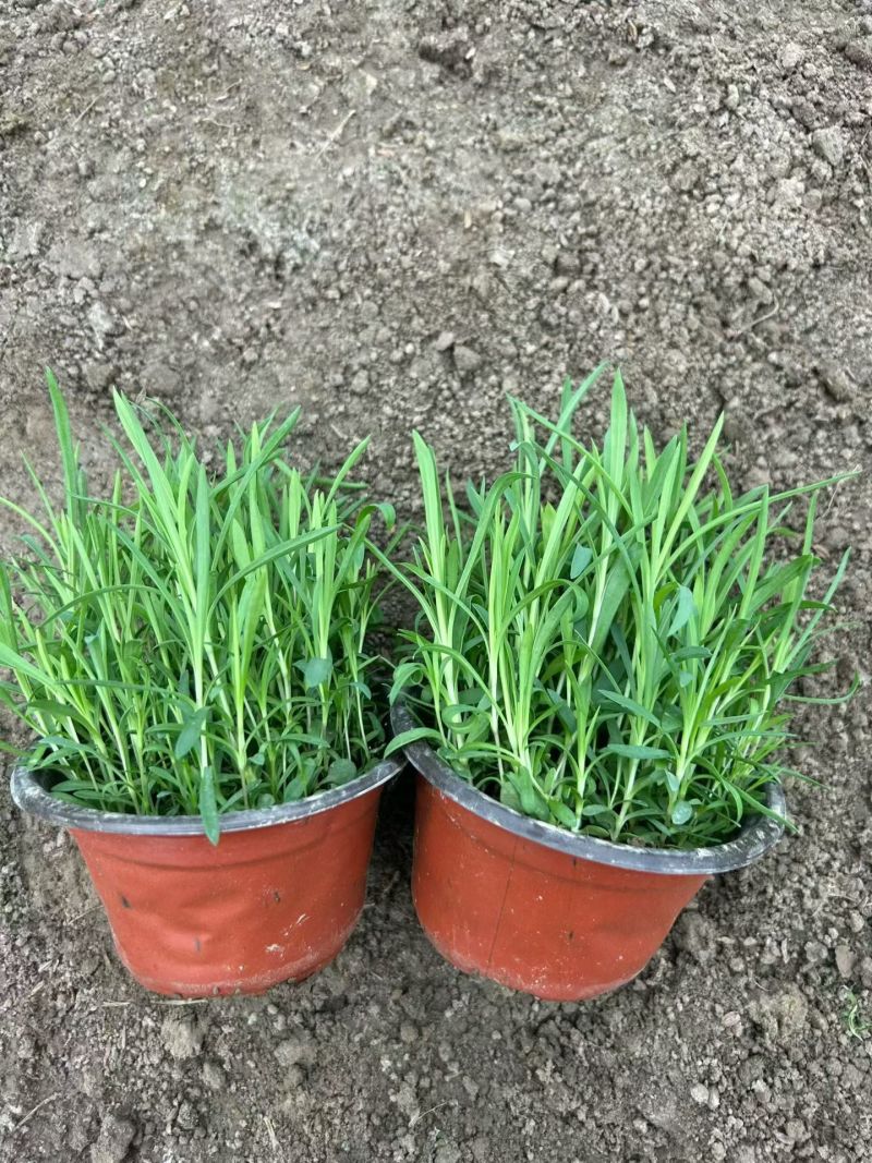 地被植物兰花三七、地被石竹120杯，基地有量，欢迎订购。