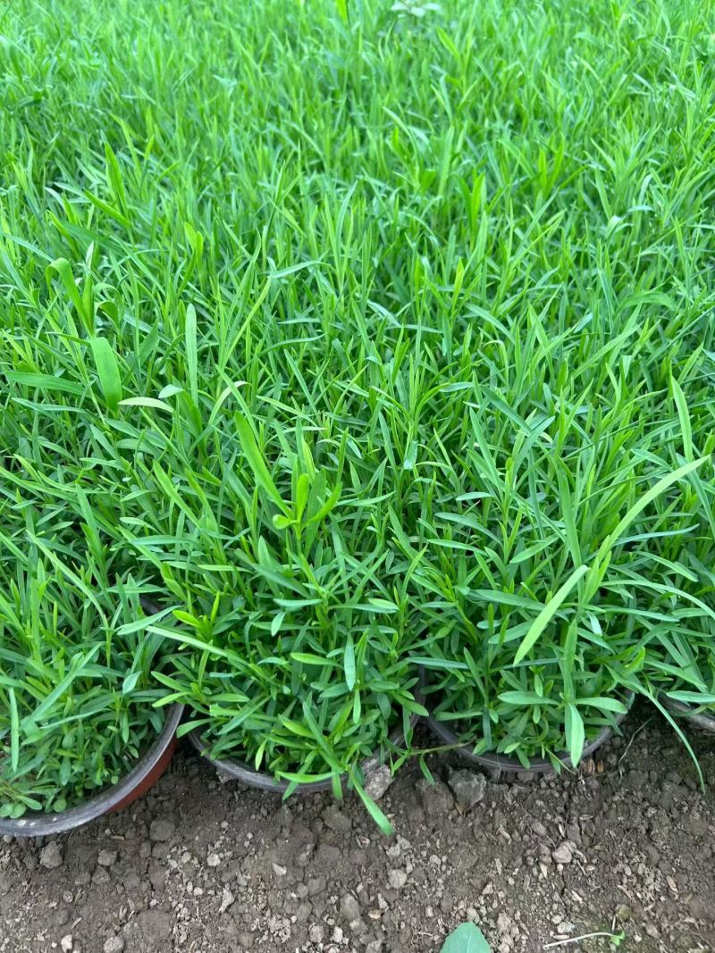 地被植物兰花三七、地被石竹120杯，基地有量，欢迎订购。