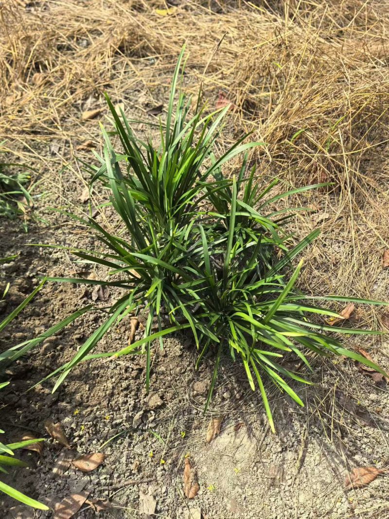 地被植物兰花三七、地被石竹120杯，基地有量，欢迎订购。