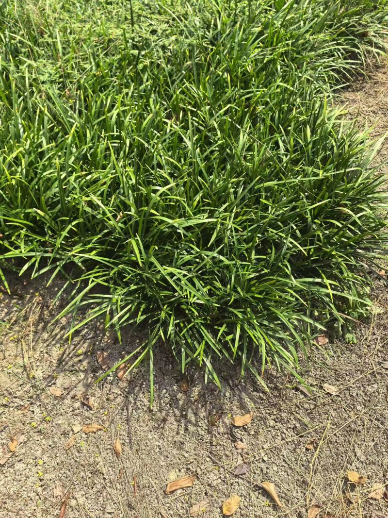 地被植物兰花三七、地被石竹120杯，基地有量，欢迎订购。