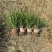 地被植物兰花三七、地被石竹120杯，基地有量，欢迎订购。