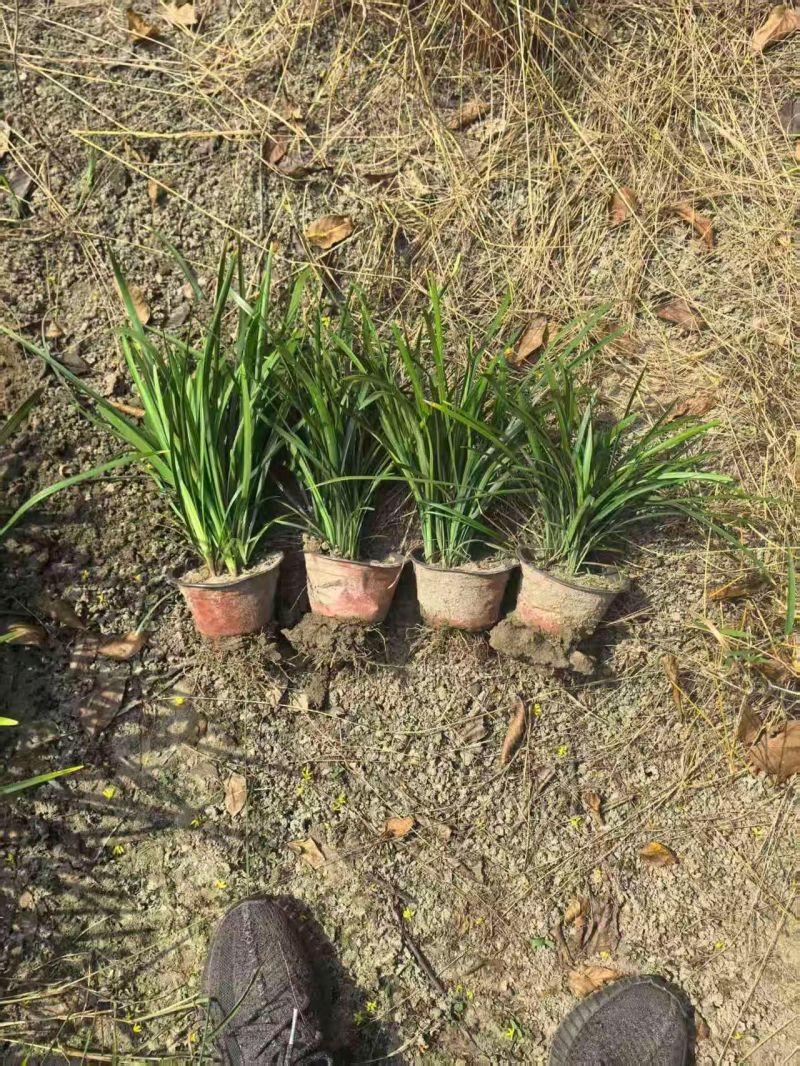 地被植物兰花三七、地被石竹120杯，基地有量，欢迎订购。