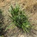 地被植物兰花三七、地被石竹120杯，基地有量，欢迎订购。