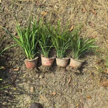 地被植物兰花三七、地被石竹120杯，基地有量，欢迎订购。