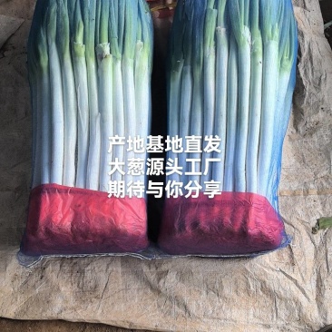 葱铁杆钢葱质优量足大葱铁杆毛葱净葱产地一手货源