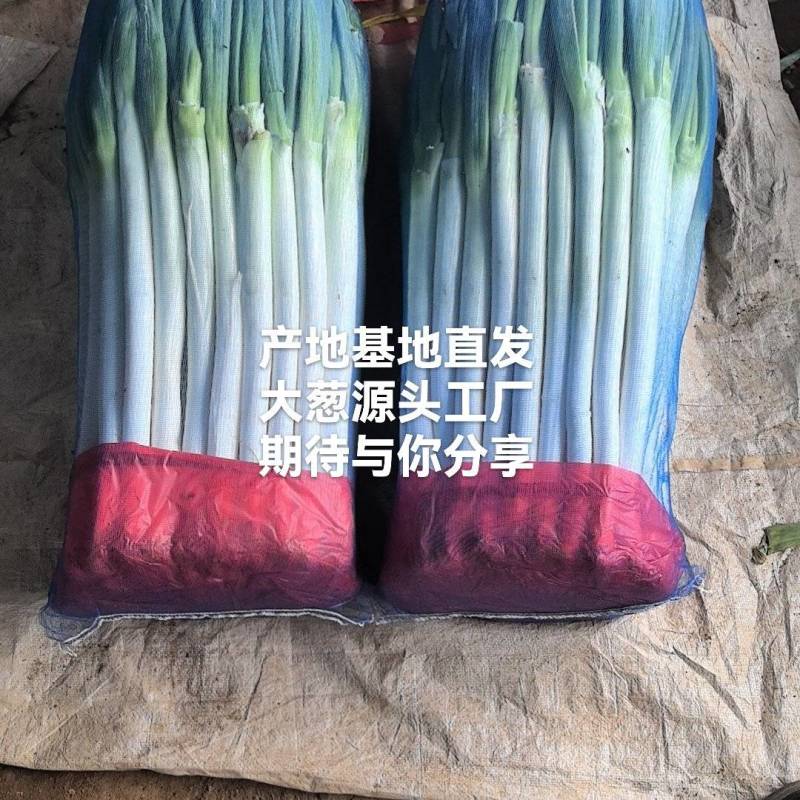 葱铁杆钢葱质优量足大葱铁杆毛葱净葱产地一手货源