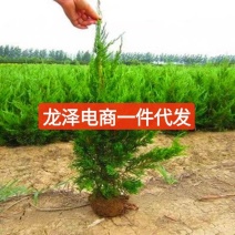 龙柏苗高度30-50公分左上车价0.9元电商一件代发