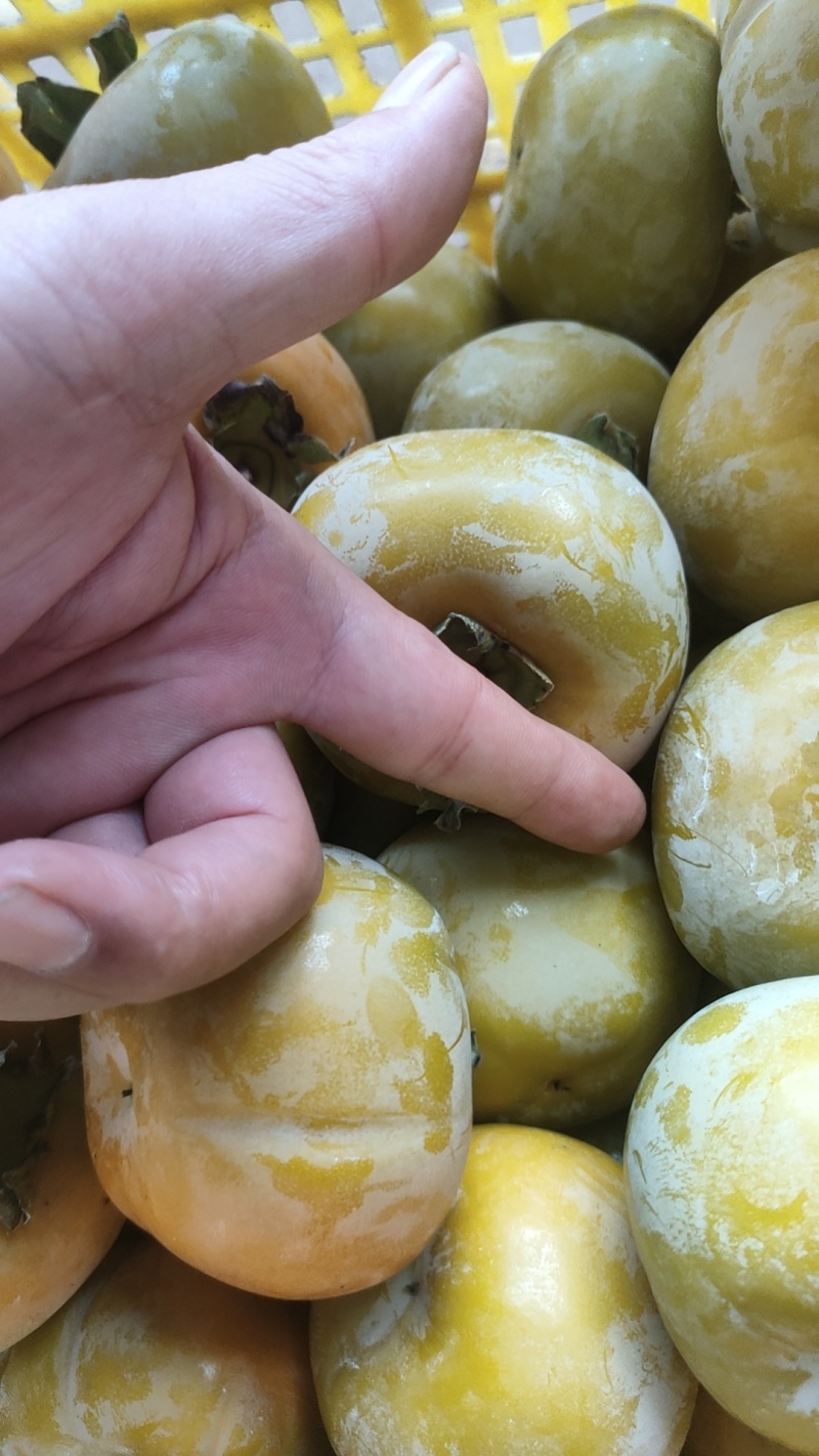 广西脆柿大量上市。供应电商市场微商。欢迎前来考察选购。