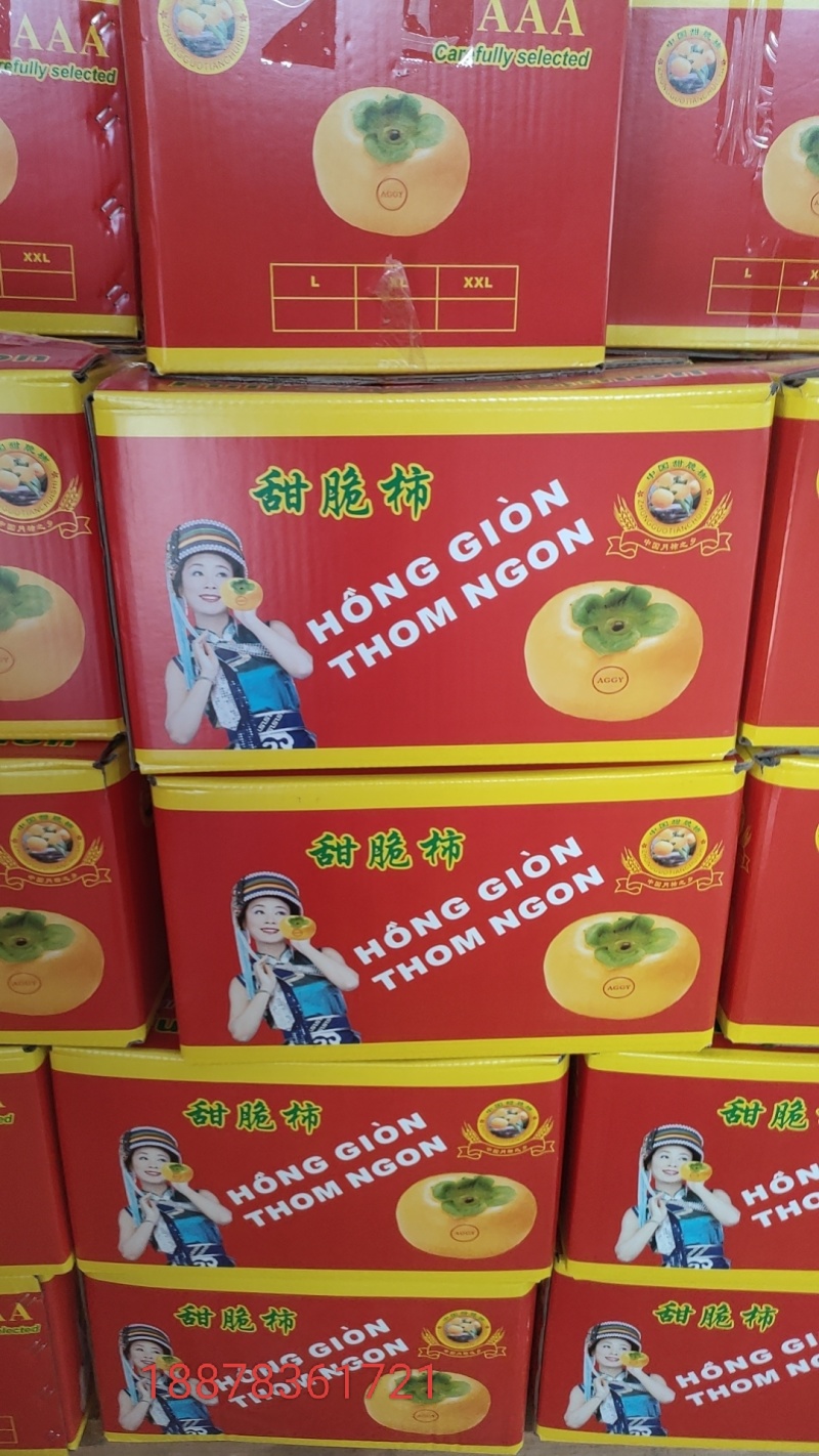 广西脆柿大量上市。供应电商市场微商。欢迎前来考察选购。
