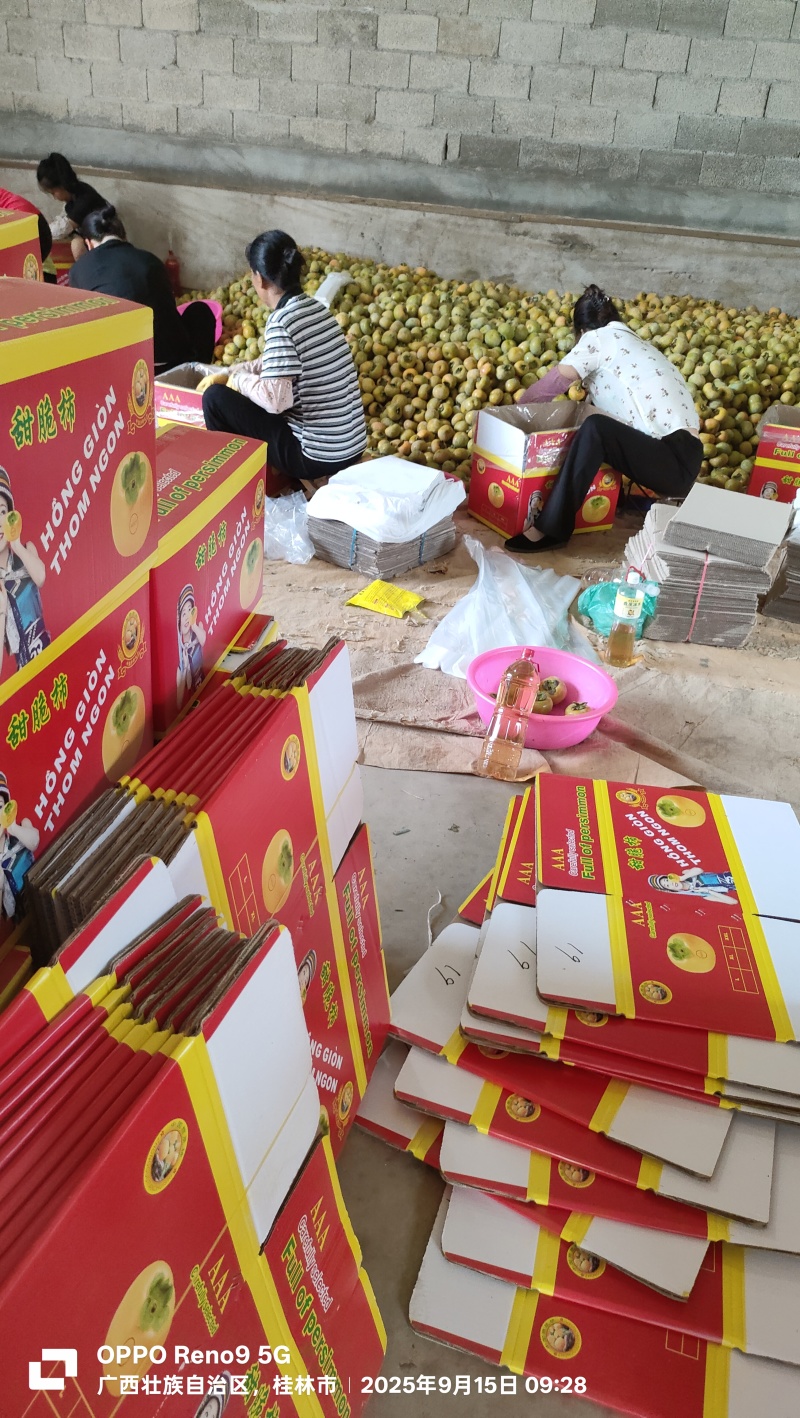 广西脆柿大量上市。供应电商市场微商。欢迎前来考察选购。