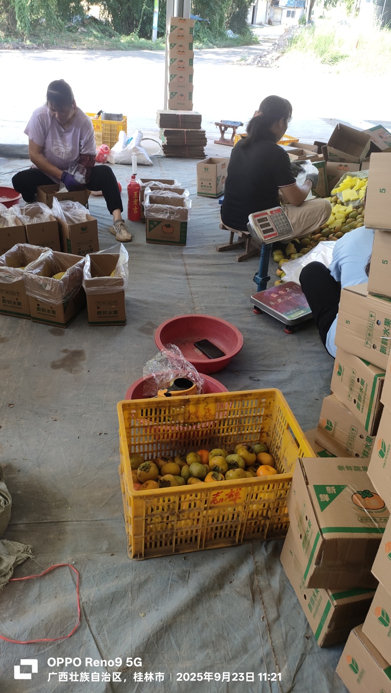 广西脆柿大量上市。供应电商市场微商。欢迎前来考察选购。