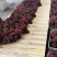 精品欧洲无核颗粒，串形口感**大量出货中，欢迎八方来客品
